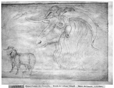 Ariete e testa di un ariete, dall